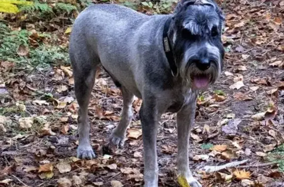 Собаки потеряшки, Екатеринбург, фото: Потеряшка собака, Родонитовая 26, Екб