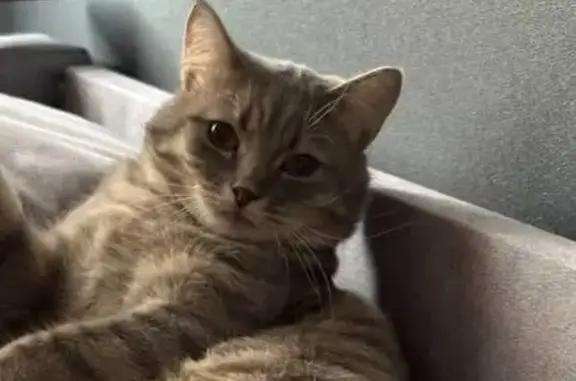 Пропал серый кот, ул. Р. Люксембург, Бутурлиновка