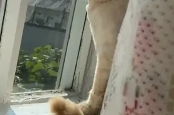 Пропала рыжая кошка, ул. Ленина, Малмыж