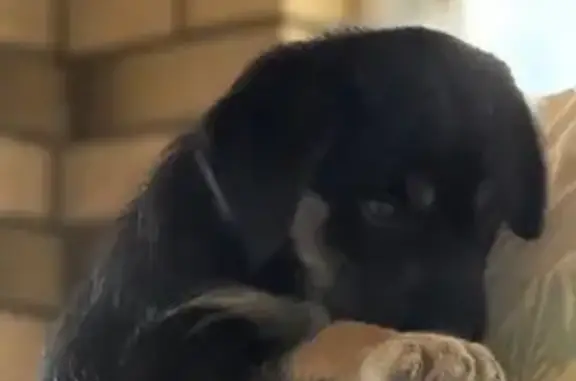 Пропал щенок, ул. Белинского 190, Кузнецк