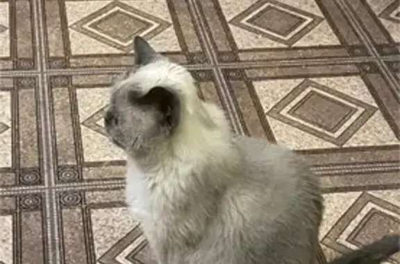 Кошки потеряшки, Норильск, фото: Потеряшка кошка, Советская ул., Норильск