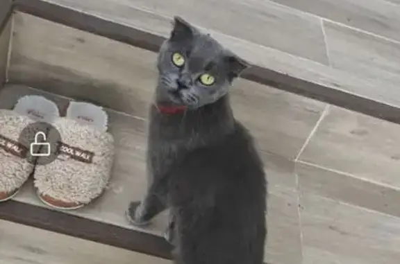 Кошка найдена: Фермерская, 4, Краснодар