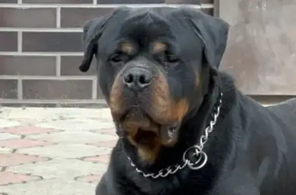 Потерянные животные Московская область, фото: Пропал ротвейлер: Нижняя ул., МО