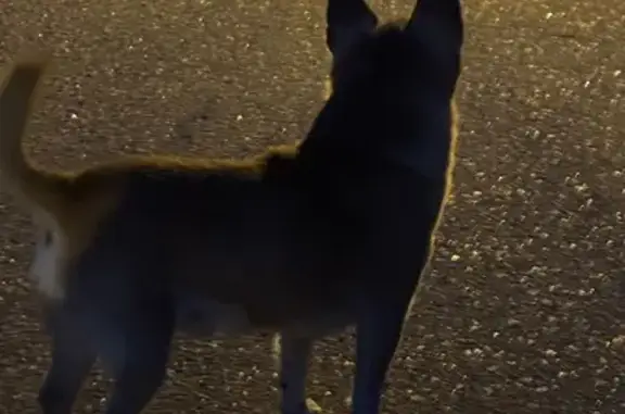 Найдена собака, Милюково, фото: Рыжий чихуахуа на Алексеевской, 7