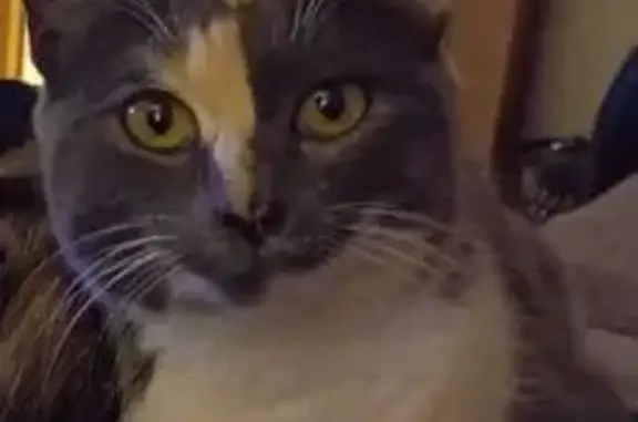 Пропала кошка Муся, ул. Попова, 115