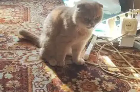 Пропала кошка, Луговая 6, Коммунарка