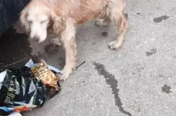 Собака найдена: Ледокольный пр., 1, Мурманск
