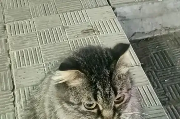 Беременная кошка найдена на ул. 40 лет РВСН, 4