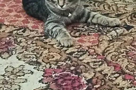 Пропала кошка, Молодёжная ул. 20, Миасс