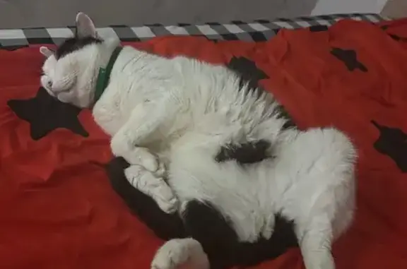 Кошки потеряшки, Большой Исток, фото: Потеряшка кошка, ул. Гагарина 17А, Исток