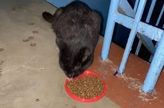 Найденные животные Петрозаводск, фото: Кошка найдена, ул. Фрунзе, 21А, Петрозаводск