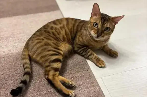 Пропала бенгальская кошка, Инжавино