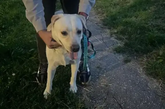 Собака найдена: ул. Третьей Уд. Армии, 47