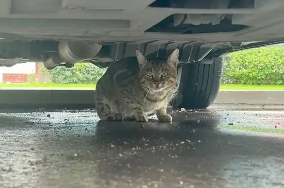 Кошка найдена на ул. Хачатуряна, Москва