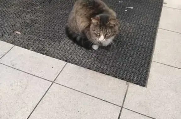 Найденные животные Петрозаводск, фото: Кошка у магазина на Маршала Мерецкова, 6