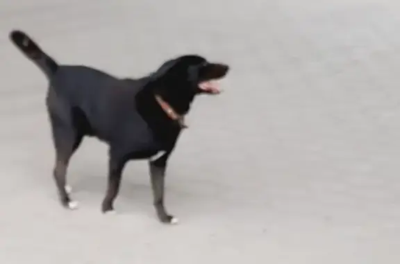 Найдена собака на М2 Роснефть, Самылинка