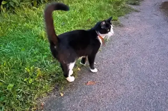 Потерялась кошка, Кузнецовская ул., СПб