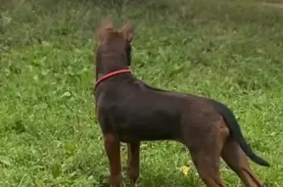 Пропала собака, ул. Рыленкова, 40