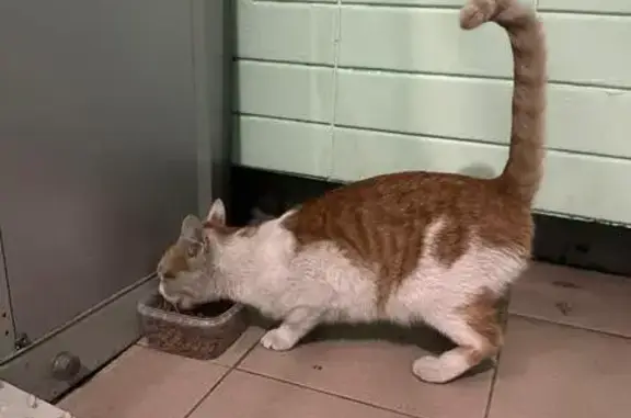 Найдена кошка, Москва, фото: Кошка найдена: Ключевая ул., 8 к1, Москва