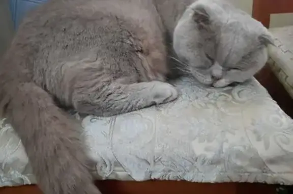 Кот найден на Лётчика Пилютова, 13 к1