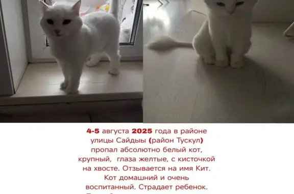Потерянные животные Якутск, фото: Пропал белый кот, ул. Сайдыы, Якутск