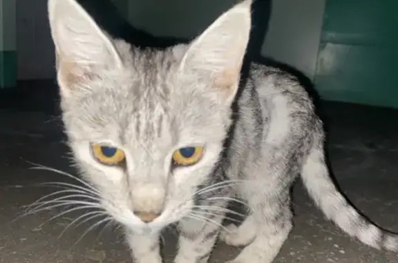 Найдена кошка, Набережные Челны, фото: Кошка найдена на пр. Мира, Наб. Челны