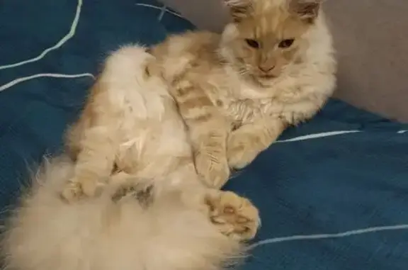 Пропал кот, ул. Маяковского, Сукремль