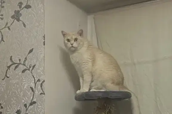 Кошки потеряшки, Тюмень, фото: Потеряшка кошка на Тульской, 11, Тюмень