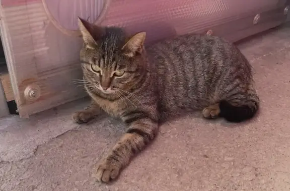 Кошки потеряшки, Тульская область, фото: Потеряшка кошка, Малаховское с/п, Тула