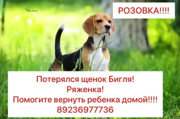 Собаки потеряшки, Омская область, фото: Потеряшка собака бигль в Розовке, Омск