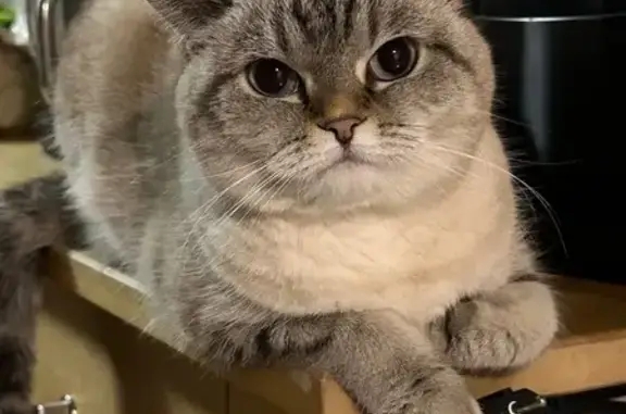 Кошки потеряшки, Снегири, фото: Потеряшка кошка, ул. Мичурина, 13, Снегири