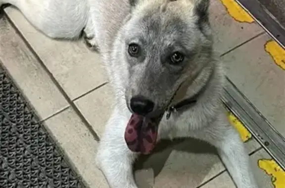 Собака найдена: Домбайская ул, 10, Краснодар