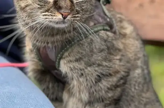 Пропала кошка в д. Некрасово, Тульская обл.