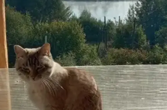 Кошки потеряшки, Кировская область, фото: Потеряшка кошка, Вятские Поляны