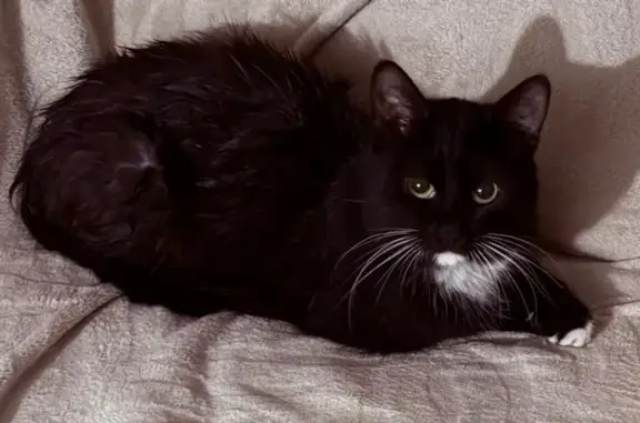 Кошка найдена на Софийской улице, СПб