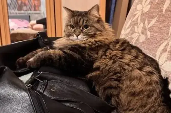 Кошки потеряшки, Воронеж, фото: Потеряшка кошка на Героев-Сибиряков, 65