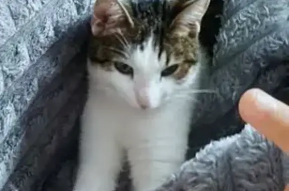 Пропала кошка Буся, Павлино 34