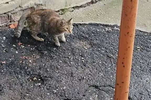 Кошка найдена, Почаевская улица, Владимир