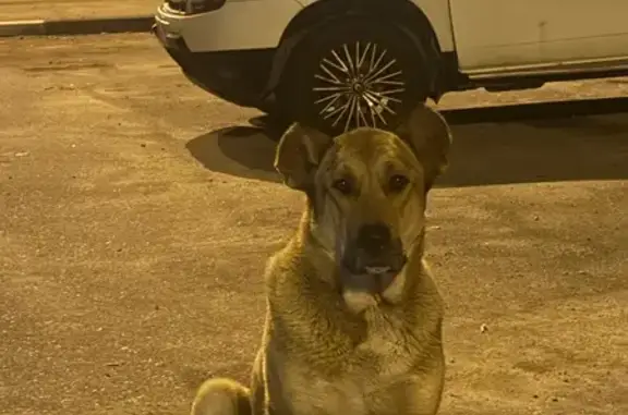 Собака найдена у детской больницы, Тула