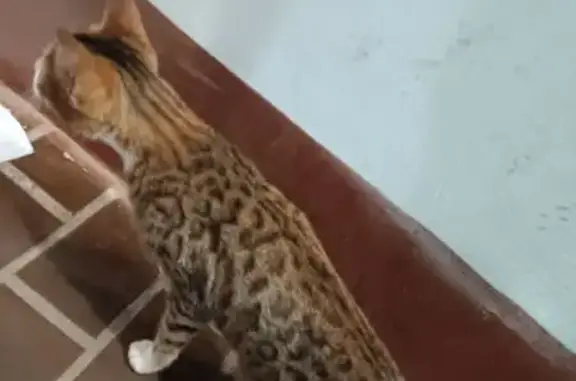 Найдена кошка, Народная ул., 8А, Псков