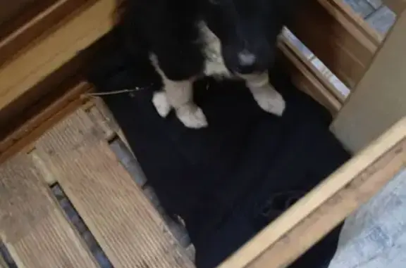 Собака найдена: Денисовское, Кировская обл.