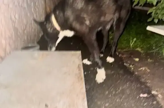 Собака найдена: Гастелло, 24, Тула