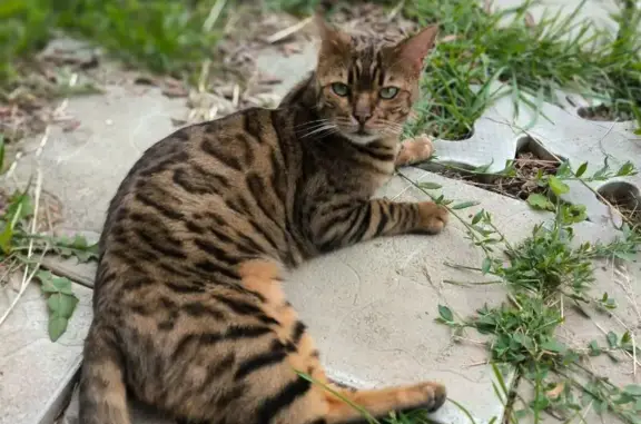 Кошки потеряшки, Калужская область, фото: Потеряшка кошка, Ерденево, Калужская обл.