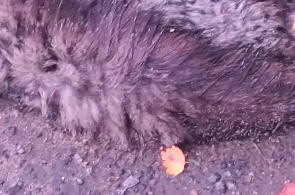 Найдена кошка, , фото: Кошка найдена погибшей, Московская обл.