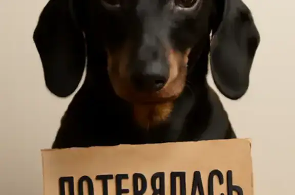 Найденные животные Николаевка, фото: Такса найдена в Миусском переулке, Николаевка