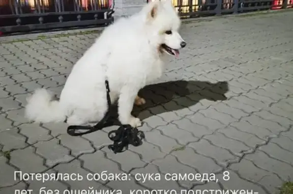 Пропала собака, Новотроицкое ш., Благовещенск