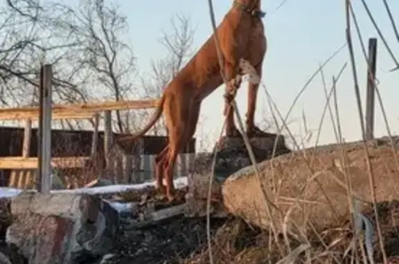 Собаки потеряшки, Колузаево, фото: Потеряшка собака, Степная ул., Колузаево