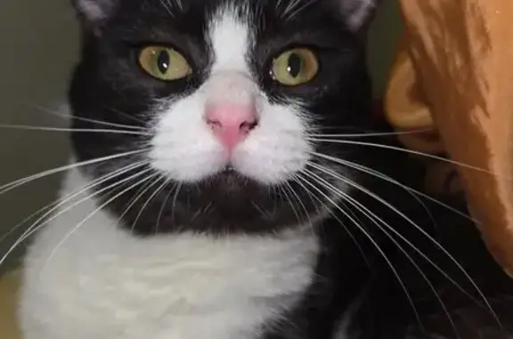 Кошки потеряшки, Москва, фото: Потеряшка кошка, Мантулинская ул., 2, Москва