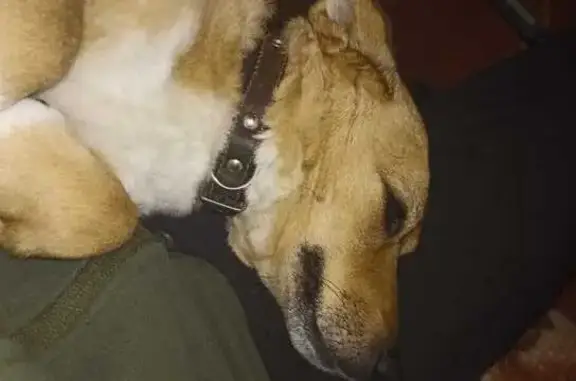 Пропала собака, Краснореченская, Хабаровск