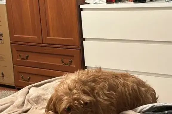 Собаки потеряшки, Москва, фото: Потеряшка собака, Угличская ул, 6 к2, Москва